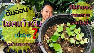 หน้าวัวใบ โชคเก้าชั้น ย้ายต้นอ่อนได้เมื่อไหร❓วิธีย้ายต้นอ่อนลงกระถาง วิธีดูแลต้นอ่อน | สวนอุ่นดิน