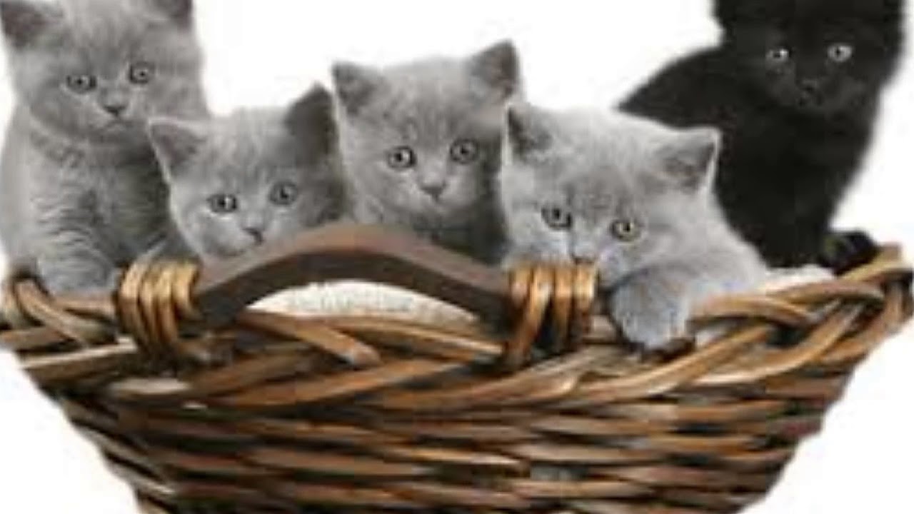 У маши живут 5 котят. Кошка в лукошке. Котята в корзинке. Котенок на прозрачном фоне. Пять котят.