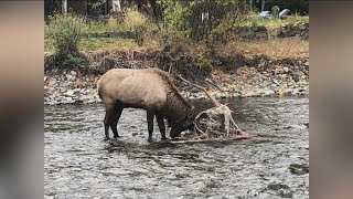 Idaho Fish and Game urges people to winterize their yards