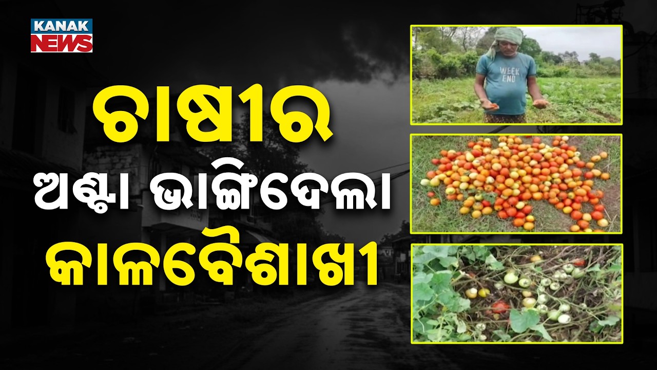 ଫସଲ ଉଜାଡ଼ିଲା କାଳବୈଶାଖୀ | Bhadrak Farmers Devastated by Cyclone | Kaala Baishakhi Wreaks Havoc