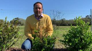 Boxwood Dieback