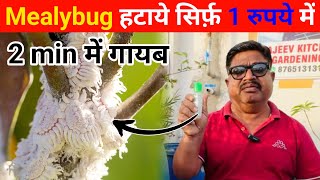 मिलीबग हटाये सिर्फ ₹1 में | मिलीबग से छुटकारा कैसे पाएं | mealybug treatment | mealybug control