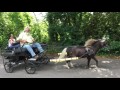 Two's company - a drive with two very small equines!