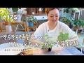 【そろそろ植替えしないと】そう思って半年以上が経過🌿(Vlog/175)