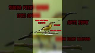 Mp3 Suara Pikat Sogon Terbaik Sudah Di Ujicoba Dijamin 100 Ampuh suarapikatsogon