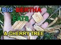 Big Bertha Eats: A Cherry Tree