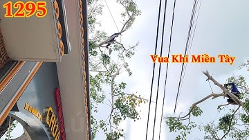 Vua Khỉ cưa tỉa cành cây Bồ Đề , nhánh ra ngoài đường đi và dây điện (2/3) Cutting bodhi tree