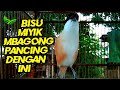 Pancingan Cendet Bakalan Bisu Miyik Mbagong Agar Cepat Bunyi Dan Gacor Lagi Mp3 - Mp4 Download