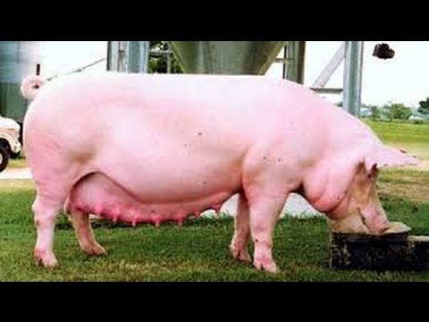 Manejo de la Cerda de Reemplazo YouTube