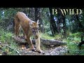 Sierra Fria - Mexico Wildlife / Cougar, Deer, Bobcat, Javelina, Turkey, Coyote, Gray Fox, Skunk