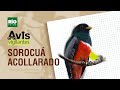 Sorocuá Acollarado - Ep.#4 - Avis Vigilantes