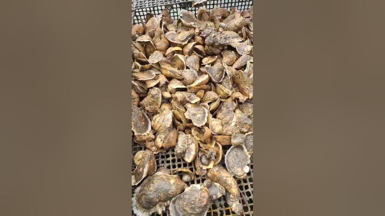 Oysters in my Pocket.oyster farming YouTube