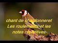 Chant chardonneretles roulements et les notes rptitives