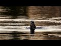 5 Individual Otters on the River Wharfe, Ilkley in January