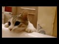 Кот спасает хозяина из ванной