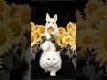 Fluffy Friends in a Sunflower Field 🌻 #petanimation #cat and dog #relaxing video