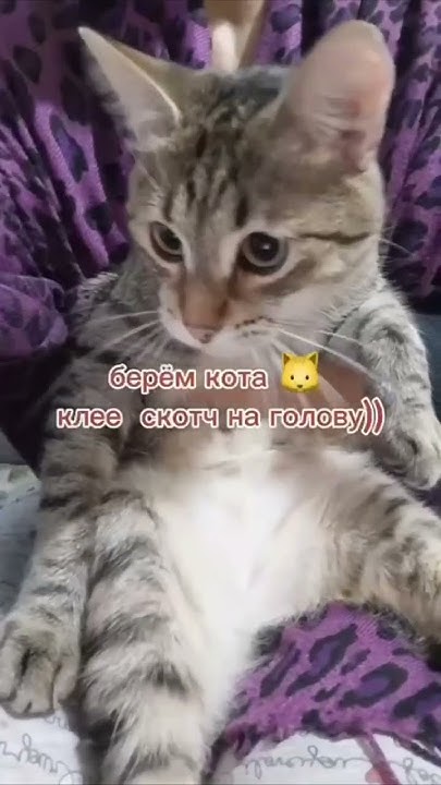 Как постричь ноги коту - YouTube