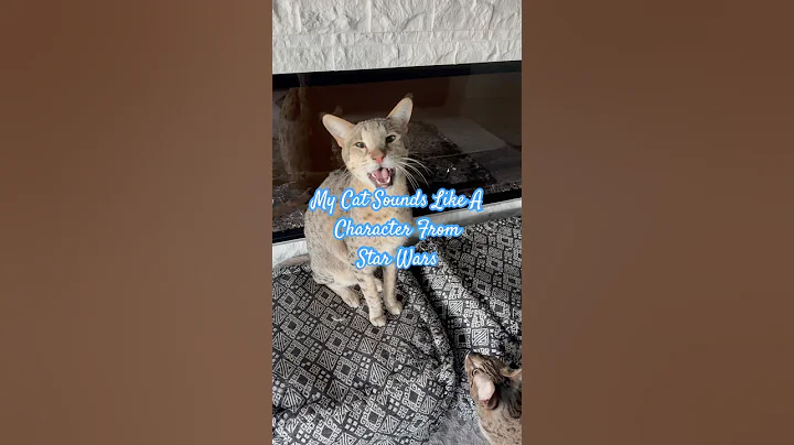 Video 11449231: f2 savannah cat, cat savannahcat meow, cat sound