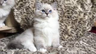 Ragdoll Blue Lynx mitted