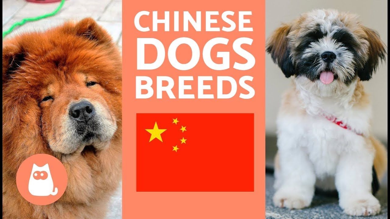 70+ 300+ Chinese Dog Names: Favorites Names From China!