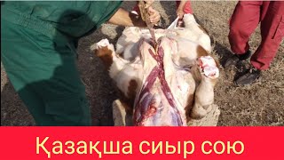 видео: Ірі қараның ішек-қарынын түсіру. Әдіс нөмірі бір. Өгіз жіліктеу. картинка: Ірі қараның ішек-қарынын түсіру. Әдіс нөмірі бір. Өгіз жіліктеу.