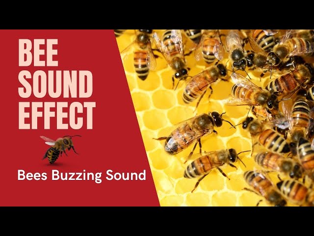 Bee sound effect - One hour of soothing bees buzzing sounds class=