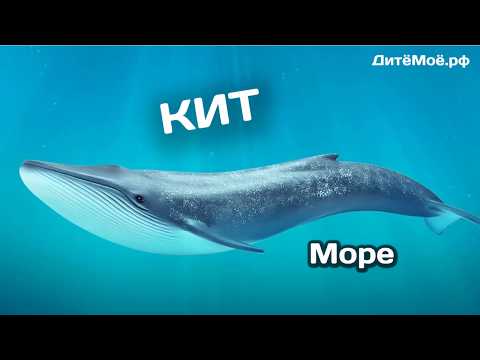 Кит. Энциклопедия для детей про животных. Море