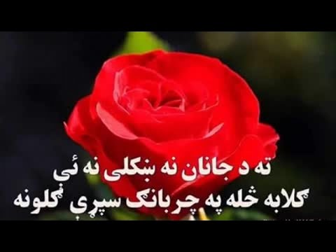 pastor belga Pashto New Sad Tapey 2016 - Ghareebi