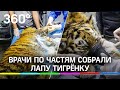 «Росомаха будет жить»: врачи в Приморье по частям собрали лапу раненого тигрёнка