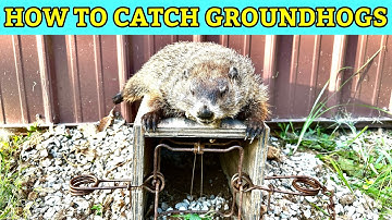 Catching Nuisance Groundhogs with Conibear Traps | Under Barn Groundhog Removal