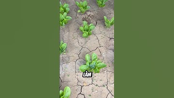 Cách mạng nông nghiệp mới diệt cỏ bằng AI và tia laáer #facts