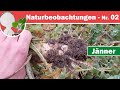 Naturbeobachtungen 02  bodenschutz  nematoden fadenwrmer bekmpfung durch grndngung