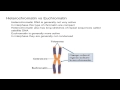 Heterochromatin vs  Euchromatin