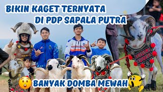 WOW‼️ INI DIA KOLEKSI DOMBA GARUT MEWAH PDP SAPALA PUTRA