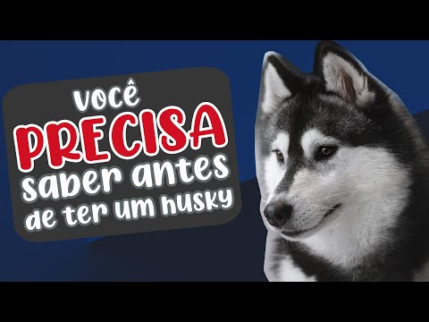 6 COISAS QUE VOCÊ PRECISA SABER ANTES DE COMPRAR UM HUSKY SIBERIANO 🐺