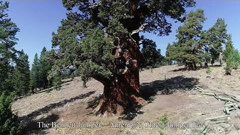 Very old trees, The Bennett Juniper, and a look at Fred and Ginger, 10/2020 - CA HD 4k drone video