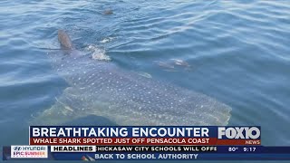 Divers encounter whale shark near Pensacola