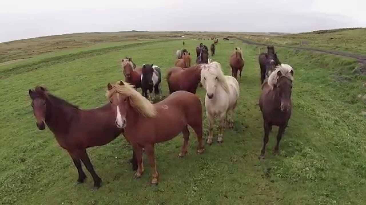 Hestheimar - Iceland - YouTube