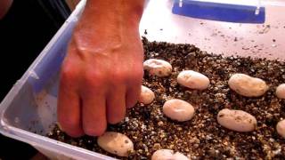 Famous Breeding eastern brown snakes - first egg mark up Wealth