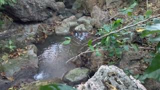 The Spring At Bath Beach In St. John Barbados🇧🇧