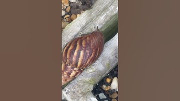 Cần nải chuối xanh #quethu #xuhuongyoutube #lamvuon