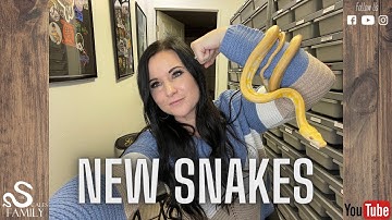 New Ball Pythons - Awesome new pickups