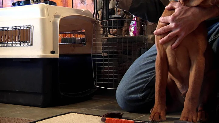 Puppy Socializing and Crate Training -- DT Systems...