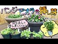 【挿し芽で何倍も楽しめる!】パンジービオラの挿し芽&徒長してる苗をこんもり株にする方法!