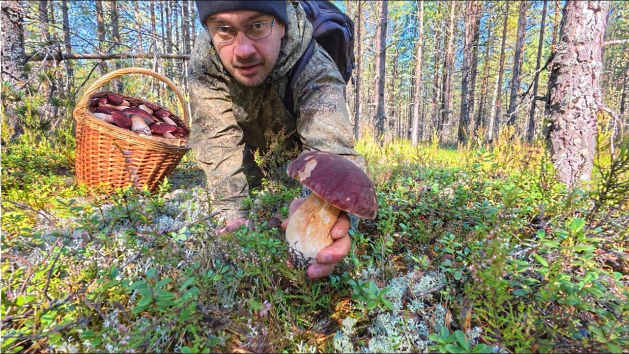 ШКВАЛ ЭМОЦИЙ ОТ ТАКОЙ ГРИБНОЙ ФАНТАСМАГОРИИ! НОВЫЙ СОСНОВЫЙ ЛЕС НАГРАДИЛ ФЕНОМЕНАЛЬНЫМИ БОРОВИКАМИ