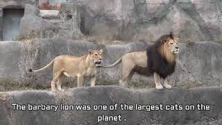 The story of the king - The Atlas Lion [Rare Footage]