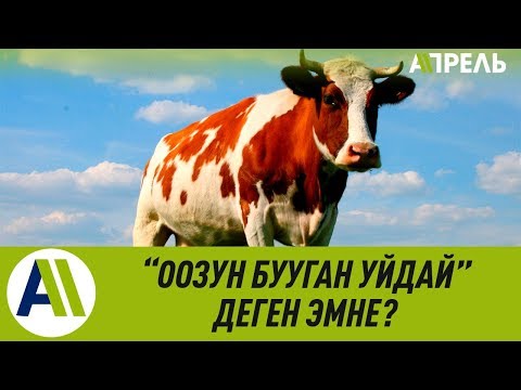 Video: Накыл сөз деген эмне?