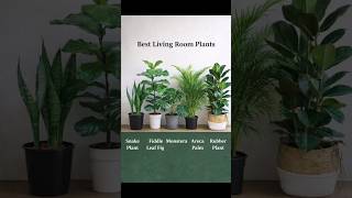 Transform Your Living Room with These 5 Plants 🌿✨