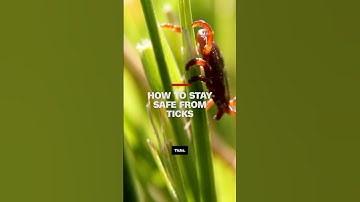 Tick season is in full swing: What you need to know to stay safe