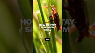 Tick season is in full swing: What you need to know to stay safe